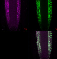 PIN2 | Auxin efflux carrier component 2 in the group Antibodies Plant/Algal / Hormones / Auxins at Agrisera AB (Antibodies for research) (AS20 4521)